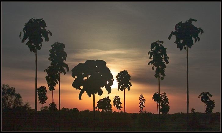 photo "A Tale of Mystic Forest" tags: landscape, nature, sunset