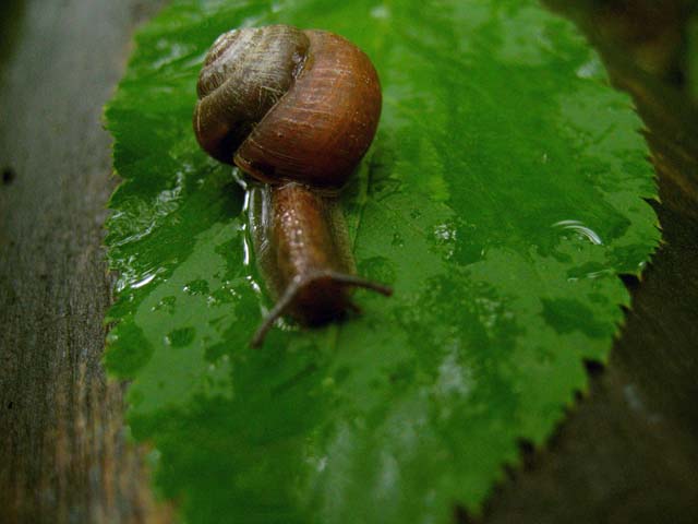 photo "snail" tags: macro and close-up, nature, insect