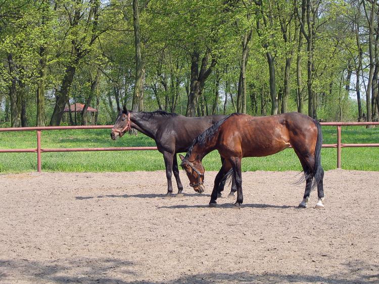 фото "horses" метки: природа, домашние животные