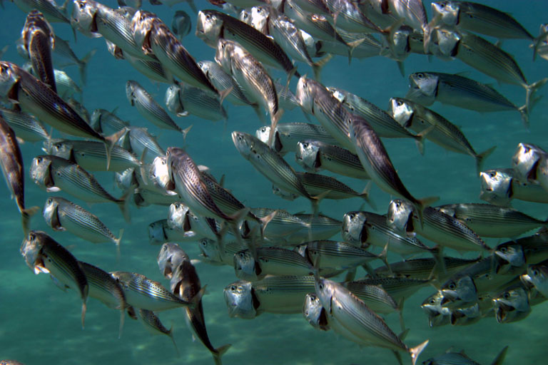 photo "Feeding ..." tags: travel, underwater, Africa