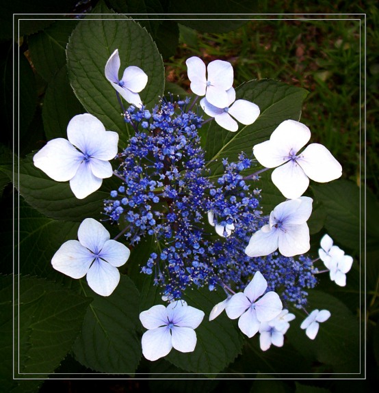 photo "Diadem" tags: nature, macro and close-up, flowers