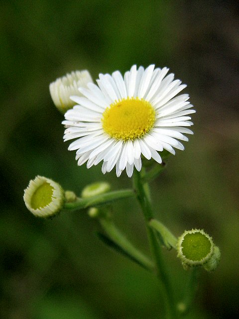 photo "Itty Beauty" tags: macro and close-up, nature, flowers