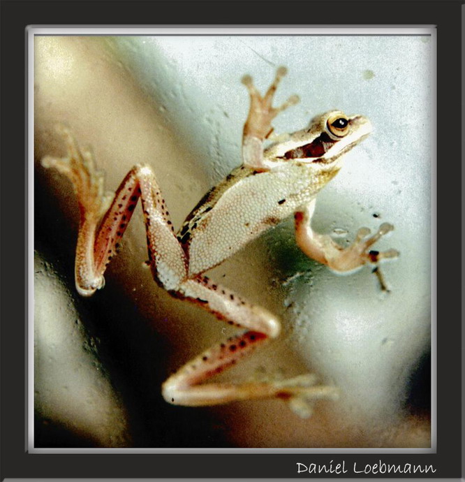 photo "Tree Frog" tags: nature, macro and close-up, wild animals