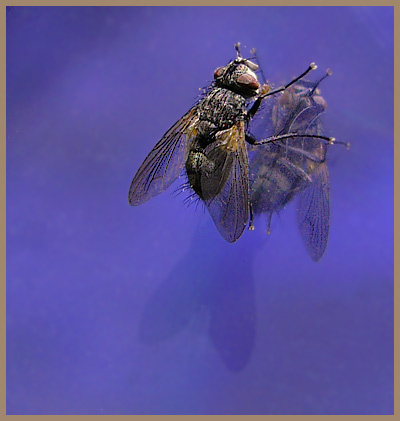 photo "dream about the sky" tags: nature, macro and close-up, insect