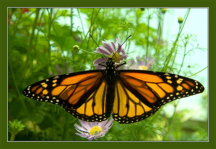 photo "On the sunny side" tags: nature, macro and close-up, insect