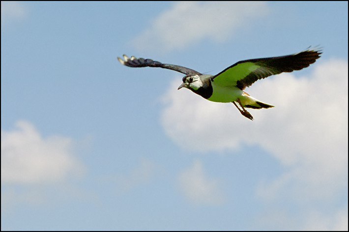 photo "Flight" tags: nature, wild animals