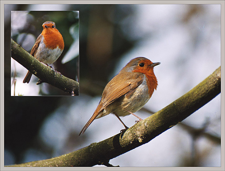 photo "Spring song" tags: nature, wild animals