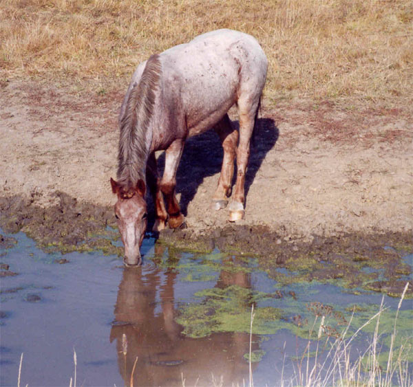 photo "Drinks" tags: nature, genre, wild animals