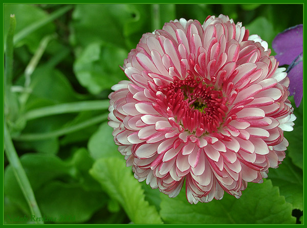 photo "A Daisy" tags: nature, macro and close-up, flowers