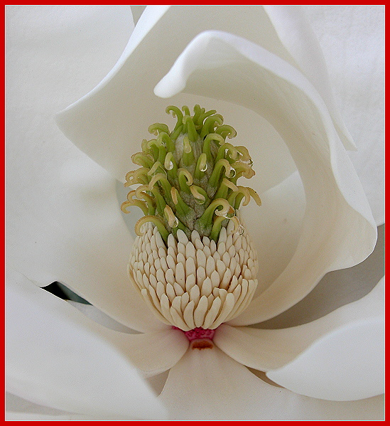 фото "Дама в белом" метки: природа, макро и крупный план, цветы