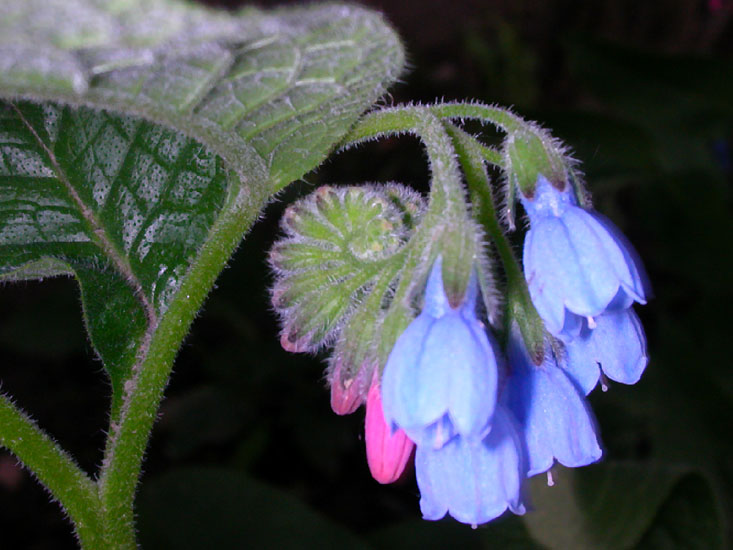 photo "Handbells" tags: nature, flowers