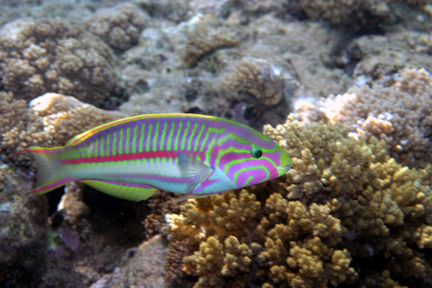 photo "Yes, I am "as is"" tags: travel, underwater, Africa