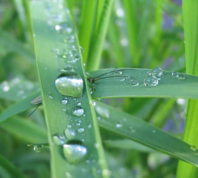 photo "hidden" tags: macro and close-up, 