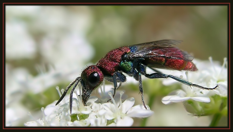 photo "Fiesta shiny suit" tags: nature, macro and close-up, insect