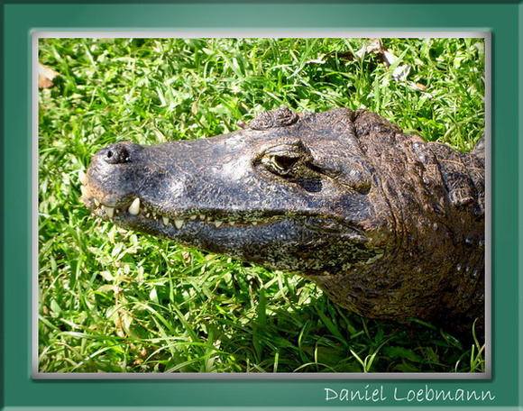 photo "Croc" tags: nature, travel, South America, wild animals