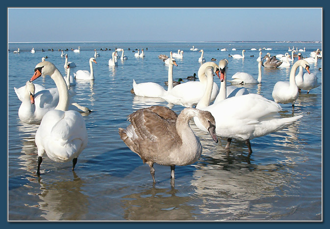 photo ""Ugly Duckling"" tags: nature, genre, wild animals