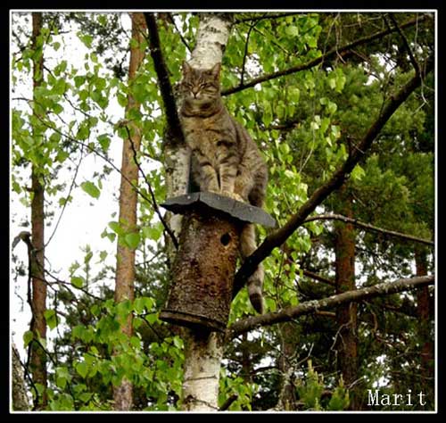 photo "Waiting for food :-)" tags: nature, humor, pets/farm animals