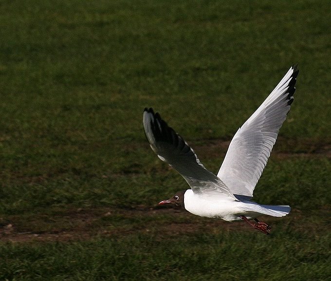 photo "Sea Gull" tags: nature, wild animals