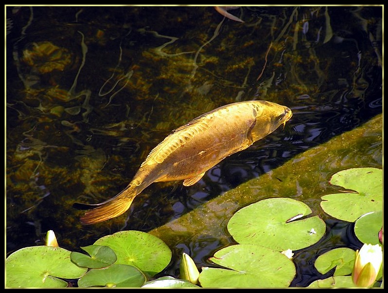 photo "Gold Fish" tags: nature, landscape, water, wild animals