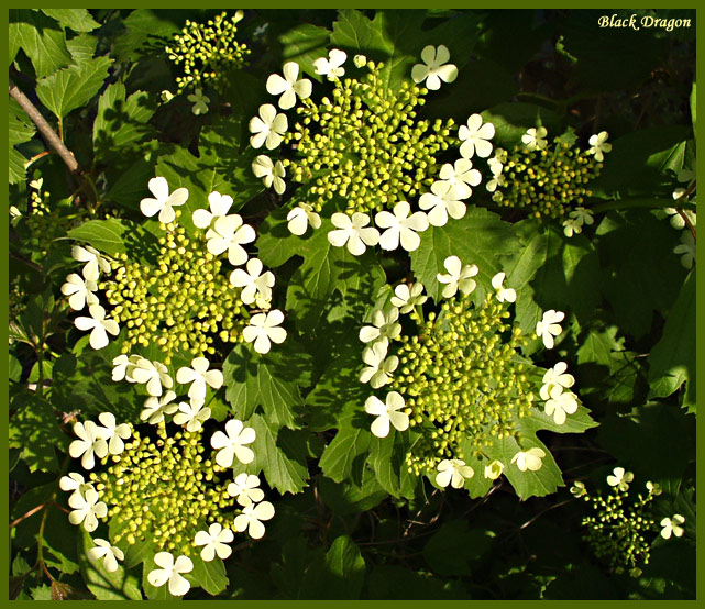 photo "Kalinka" tags: macro and close-up, nature, flowers