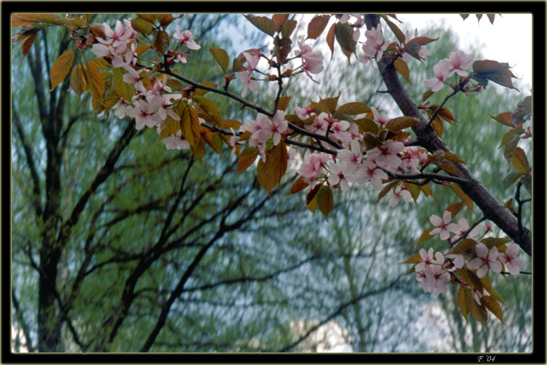 photo "Sakura" tags: nature, macro and close-up, flowers