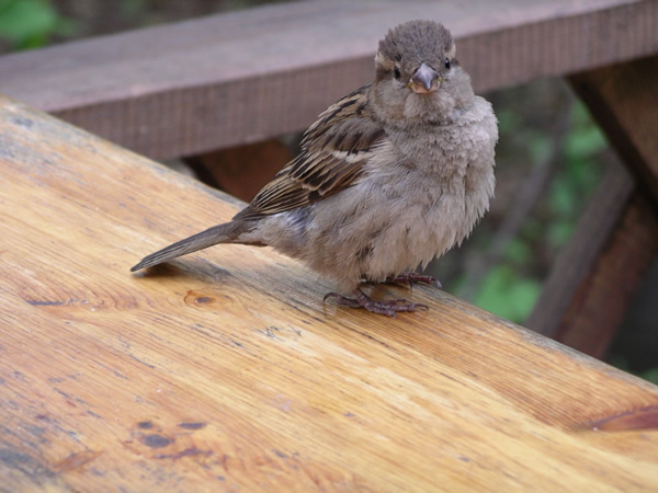 photo "The timid applicant" tags: nature, portrait, wild animals