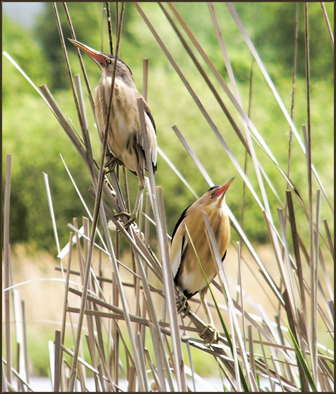 photo "Also do not sit on my stalk!" tags: nature, wild animals