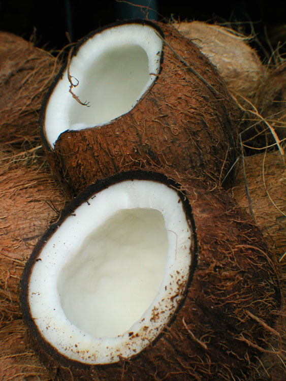 фото "Coconuts" метки: природа, цветы