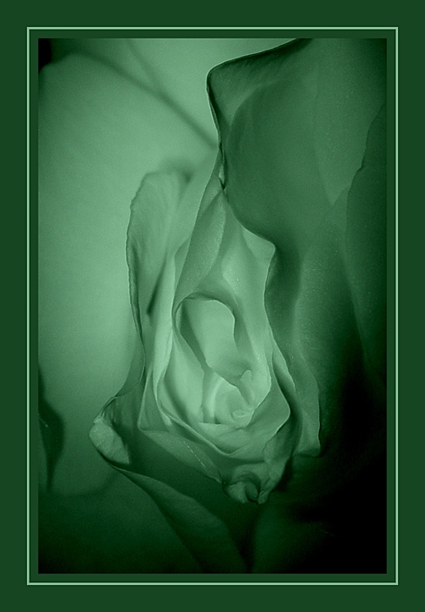 photo "Erotic Rose #3" tags: nude, macro and close-up, 