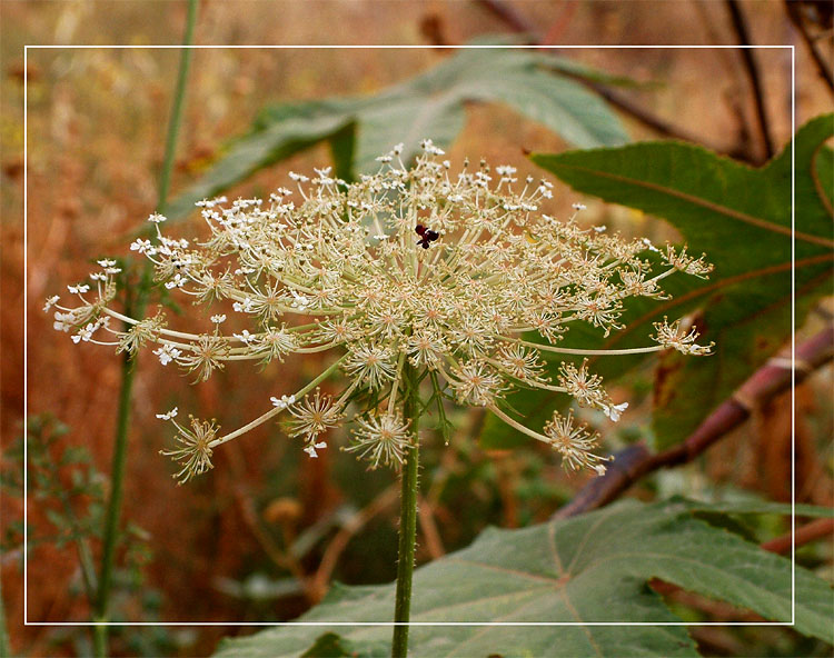 photo "Simply flower" tags: macro and close-up, nature, flowers