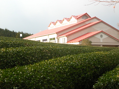 photo "Building in a tea field" tags: nature, landscape, 