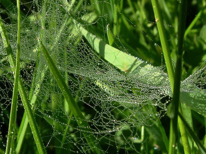 photo "Perlenkollier!" tags: macro and close-up, nature, insect