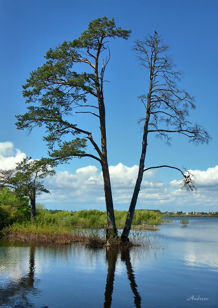 фото "Живое и мертвое." метки: пейзаж, весна, вода