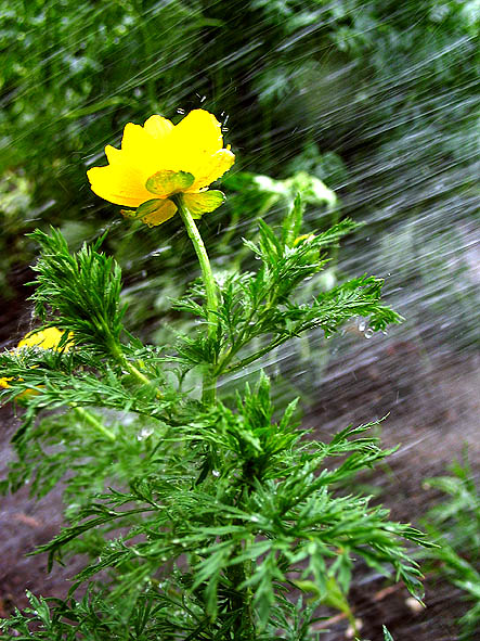 photo "shower" tags: nature, macro and close-up, flowers