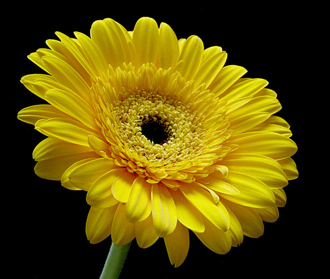 photo "Gerbera Daisy" tags: macro and close-up, 