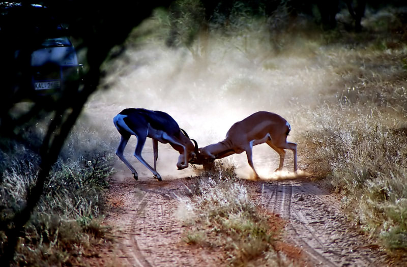 photo "A traffic jam because of two goats :)" tags: nature, wild animals