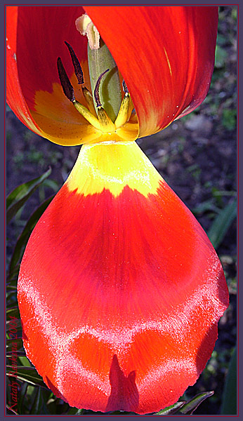 photo "Scarlet “marquee”" tags: nature, macro and close-up, flowers