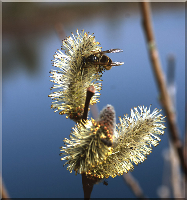 photo "Untitled photo" tags: macro and close-up, 