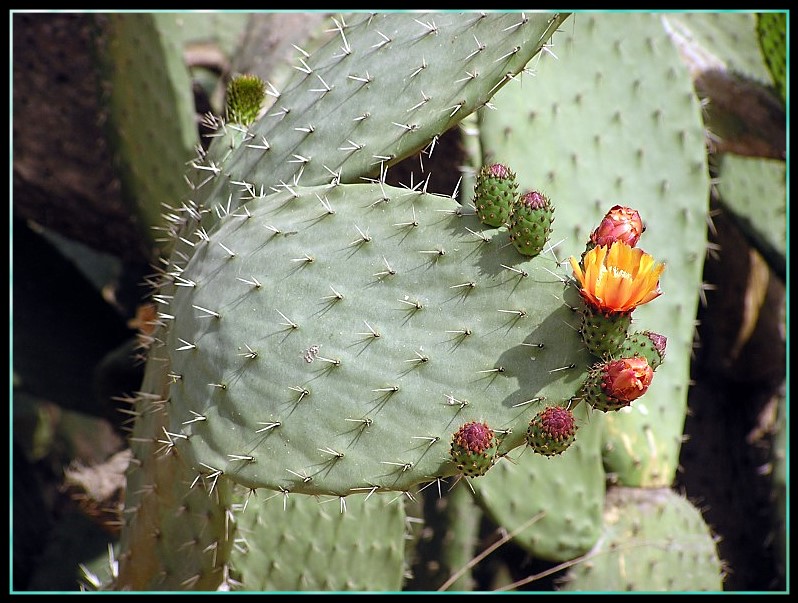 photo "Flowering of a cactus" tags: nature, flowers