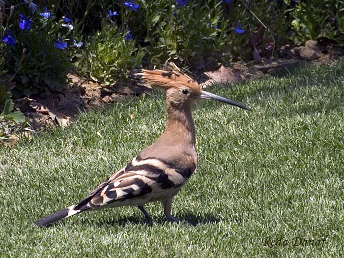 photo "Hoopoe" tags: travel, nature, Africa, wild animals