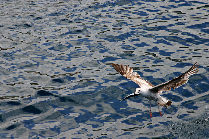 photo "Lunch" tags: nature, landscape, water, wild animals