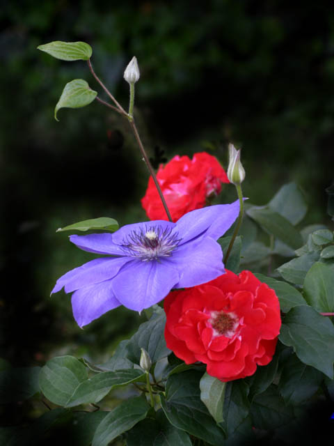 photo "Red and Blue" tags: nature, flowers