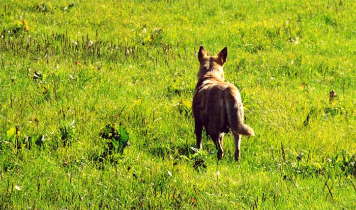 photo "On hunting" tags: nature, genre, wild animals