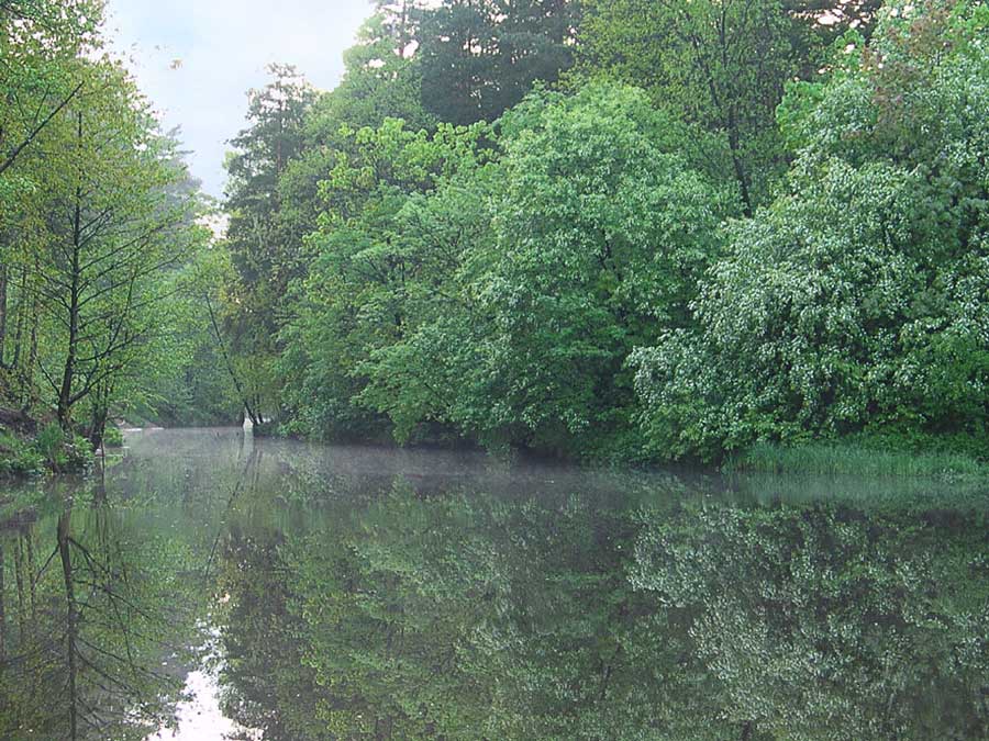 photo "The bird cherry blossoms" tags: landscape, water