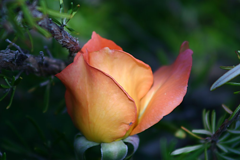 photo "Portuguese Rose" tags: nature, flowers