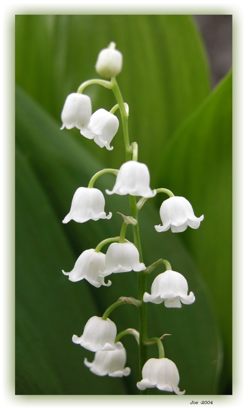 photo "Lily of the valley" tags: nature, flowers