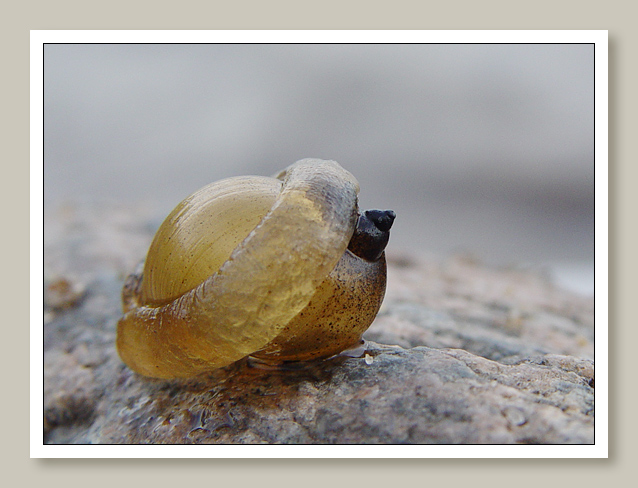 photo "***" tags: macro and close-up, 