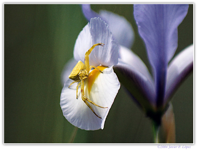 photo "Fatal attraction II" tags: macro and close-up, nature, insect