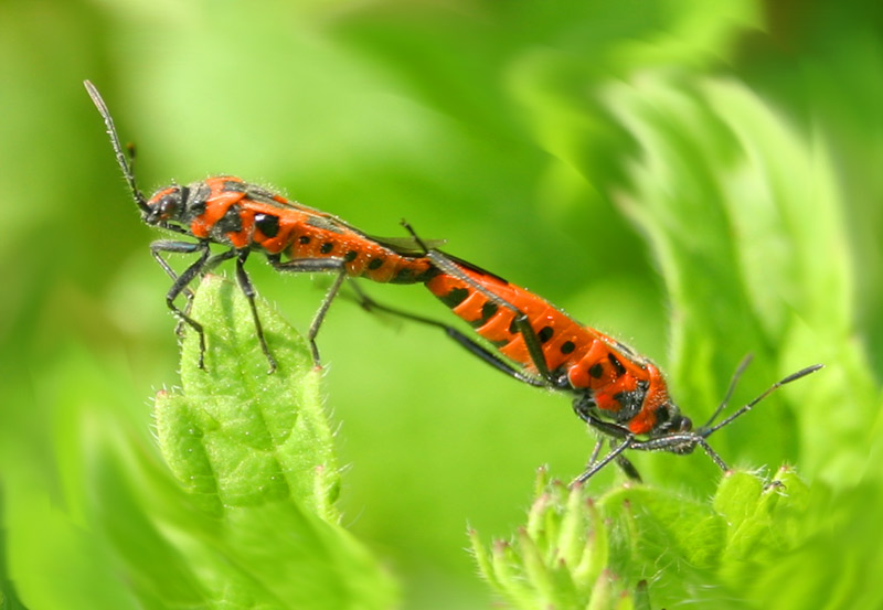 photo "In a spring waltz of love!" tags: macro and close-up, nature, insect