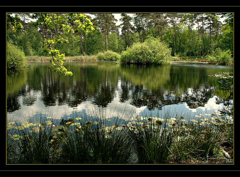 photo "LAST DAY OF SPRING" tags: travel, landscape, Europe, forest